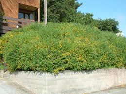 Image result for Genista