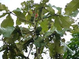 Image result for Myrianthus arboreus