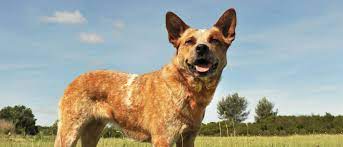 Leading catering equipment suppliers in sydney, melbourne and brisbane. Australian Cattle Dog All About Dogs Orvis