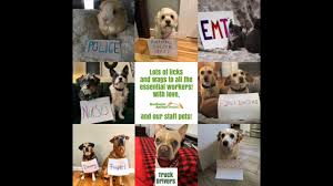 Thank You Essential Workers Beautiful Dogs Animal Shelter Animals