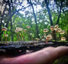 Image result for Marasmius rotula