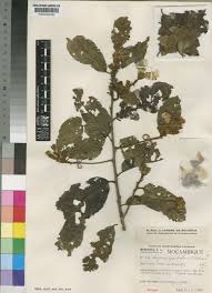 Image result for Hugonia platysepala