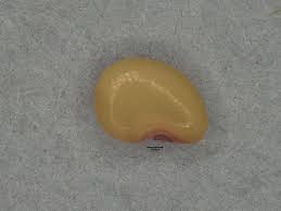 Image result for Grona barbata