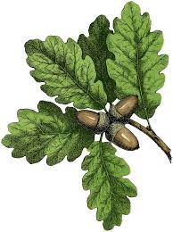20 Fall Oak Acorns Graphicsfairy Png 1344 1800 Oak Tree Drawings Tree Drawing Leaf Drawing