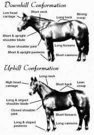 Uphill And Downhill Horse Conformation Equines Horses