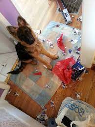 We arrive at or near your home or at a park in centennial. Private Dog Training And Board Train In Denver