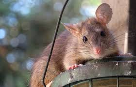 Maybe you would like to learn more about one of these? Hati Hati Ini 5 Penyakit Berbahaya Yang Disebabkan Oleh Tikus Semua Halaman Bobo