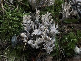 Image result for Clavulina cinerea