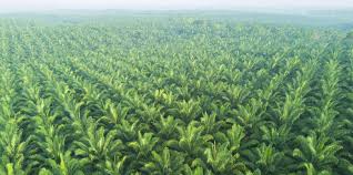 Although you may not have to hire. Banning Palm Oil Blocks Good Practices Eth Zurich