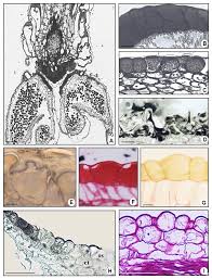 Image result for Sphedamnocarpus