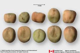 Image result for Pisum sativum