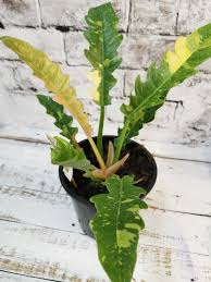 Philodendron Narrow Ring Of Fire In 2020 Philodendron Narrow Ring Houseplants