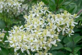 Image result for Clematis recta atropurpurea