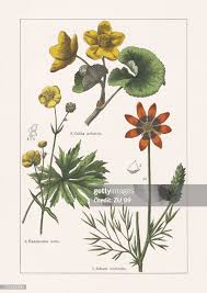 Image result for Ranunculaceae