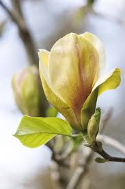 Image result for magnolie sunsation