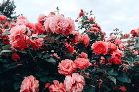 A collection of the top 53 grunge rose aesthetic desktop wallpapers and backgrounds available for download for free. Expressions Of Nature Flower Aesthetic Pastel Landscape Red Aesthetic Grunge