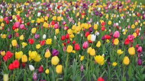 Tulpen sind frühlingsblumen, die jedoch, je nach sorte, zu unterschiedlichen zeiten aufblühen. Tulpen Blutezeit Sorten Fur Eine Lange Blutezeit Lubera