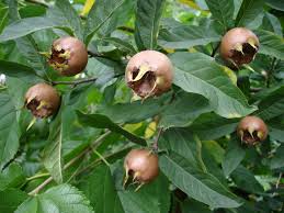 Email us for sales & support: Medlar Mespilus Germanica Hardy Fruit Trees For Orchards Carya Nursery