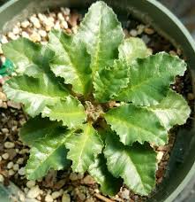 Image result for Dorstenia schliebenii