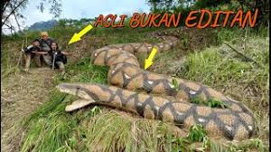 We did not find results for: Memang Top Penemuan Ular Terbesar Di Dunia Cara Hebat Di 2021 Rabab Minangkabau