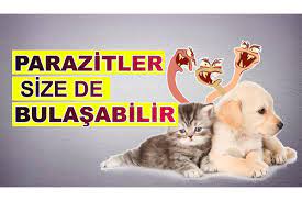 kedi hastaliklari umraniye veteriner