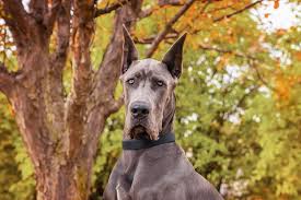 These gentle giants are charming, affectionate, and. About Great Danes