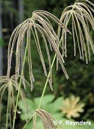 Image result for Eustachys