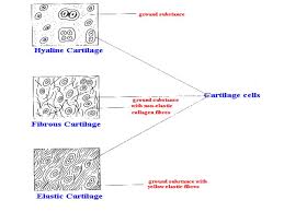 (1) articulations, (2) projections, and (3) holes. Supportive Connective Tissue Cartilage And Bone Online Biology Notes