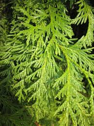 Detail of cypress evergreen foliage. Tree Thuja Occidentalis Arborvitae Northern White Cedar Master Gardeners Of Northern Virginia