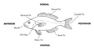 Nos coups de coeur sur les routes de france. Basic Fish Diagram Fins Labeled Fish Anatomy Red Fish Blue Fish Red Fish