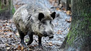 Workers dining at a cafeteria in china's eastern zhejiang province were wild boar numbers have roughly tripled over the past two decades in japan, partly because. Berlin Pensioner Caught Hunting Forest Boar With An Axe Bbc News