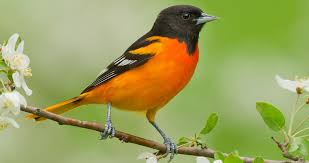Hitta stockbilder i hd på juvenile male baltimore oriole och miljontals andra royaltyfria stockbilder, illustrationer och vektorer i shutterstocks samling. Baltimore Oriole Identification All About Birds Cornell Lab Of Ornithology