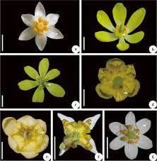 Image result for Berberidaceae