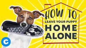 Deliver them every couple of hours until you see results and if you don't see results after three doses, move on to a different remedy. Top 5 Tips Leaving Your Dog Home Alone How Long Is Ok Tractive Blog