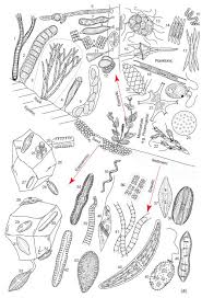 Sneideman S 7th Grade Life Science Blog Domain Eukarya Kingdom Protista