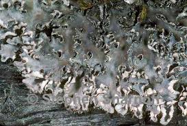 Image result for Landolphia rufescens