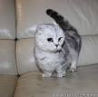 Munchkin kittens for sale near me - Scottish fold for sale