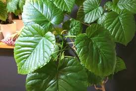 ウンベラータの育て方 冬の過ごし方や葉が落ちる原因は Horti ホルティ By Greensnap