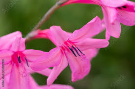 Image result for Watsonia borbonica