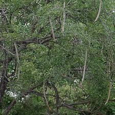 Image result for Cassia abbreviata