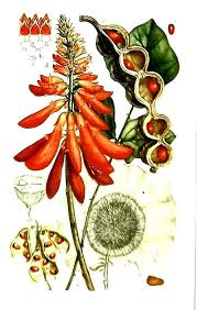 Image result for Gerardiina angolensis