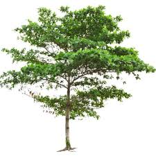 Image result for Terminalia stuhlmannii