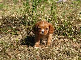 How to find a labrador retriever in wisconsin? Ebay Sacramento Puppies For Sale 07 2021