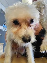 INCOMING!! 🚐🌞 21 rescue pups are heading to Bend TOMORROW (Sunday 6/1),  from an overcrowded shelter in Tulare, CA and we are looking for fosters  (and adopters) that can give them a