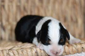 We expect every breeder to comply with all state laws and follow strict guidelines that we have put in place. Mini Bernedoodle Tri Male Rochester Hills Michigan