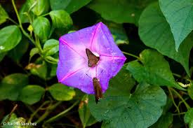 Image result for Ipomoea marginata