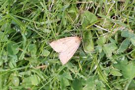 Image result for Photedes minima