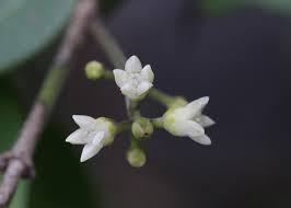 Image result for Strychnos lucens