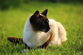 Beli kucing siamese online berkualitas dengan harga murah terbaru 2021 di tokopedia! Daftar Harga Kucing Siam Dan Cara Merawat Dari Ahlinya
