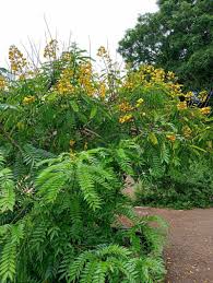 Image result for Senna petersiana